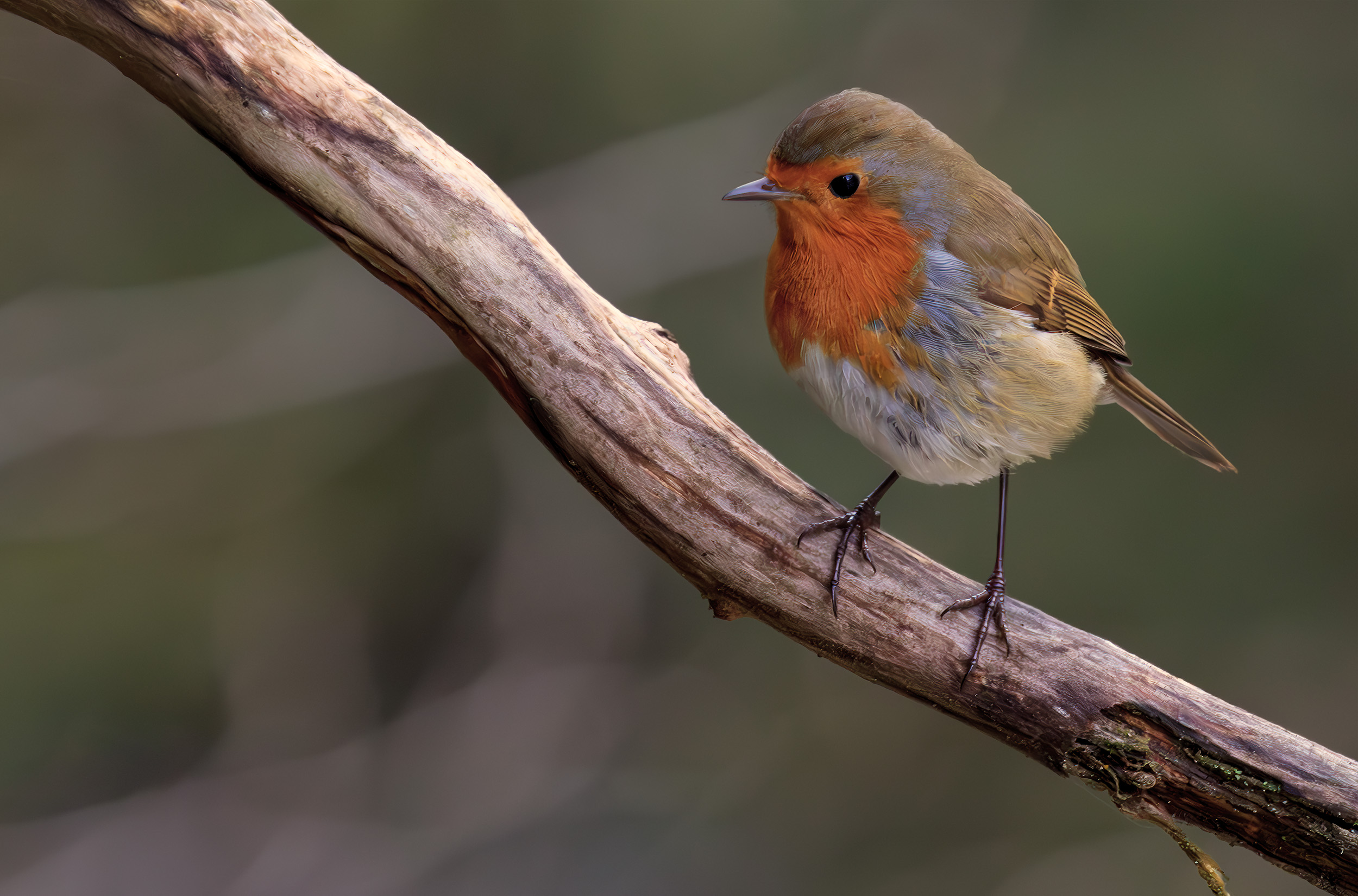 Erithacus rubecula Robin on stick looking alert
